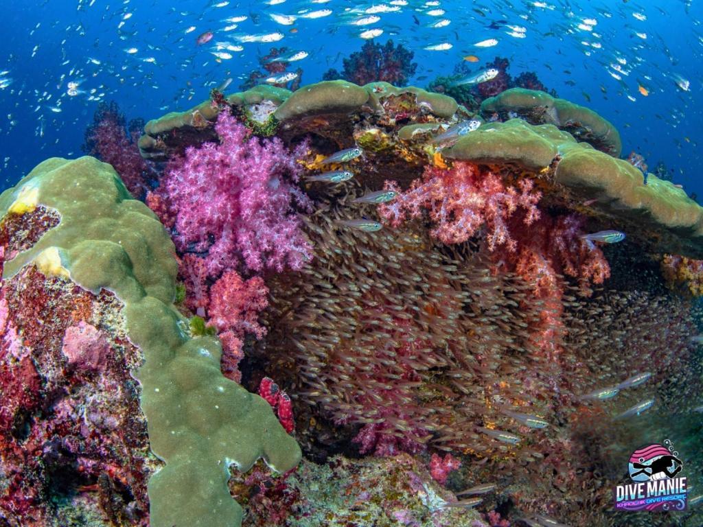 Khaolak Dive Resort 카오락 외부 사진